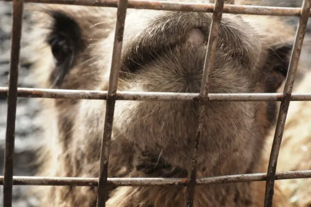 Photo report animal cruelty